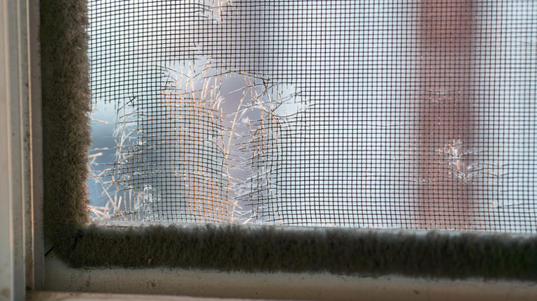 What to do if you spot a swarm of carpenter ants around your home or yard