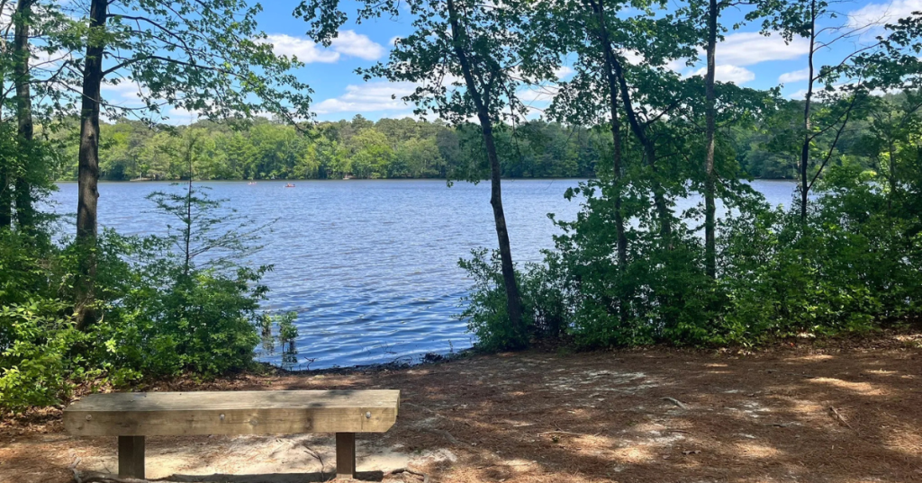 a bench overlooking the water at trap pond state park in laurel, delaware