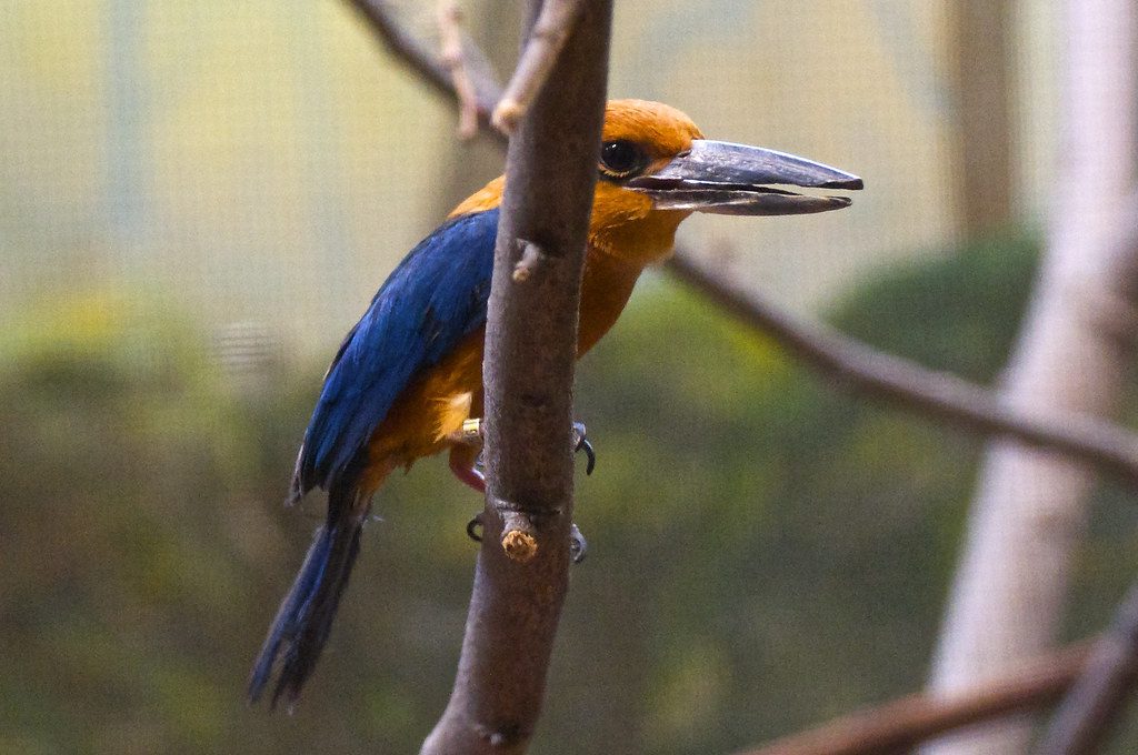Pittsburgh aviary’s baby Guam kingfishers offer new hope for a bird ...