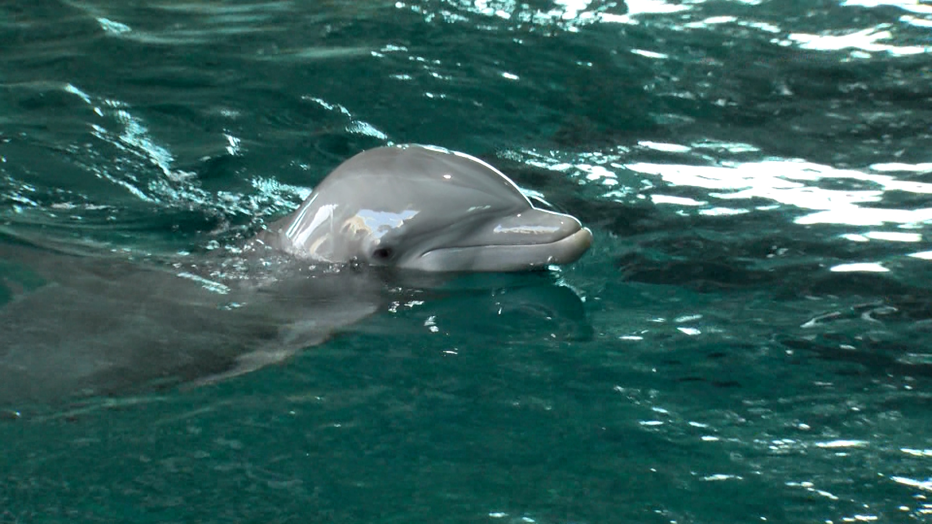 CMA explains how harmful human interactions impact wildlife