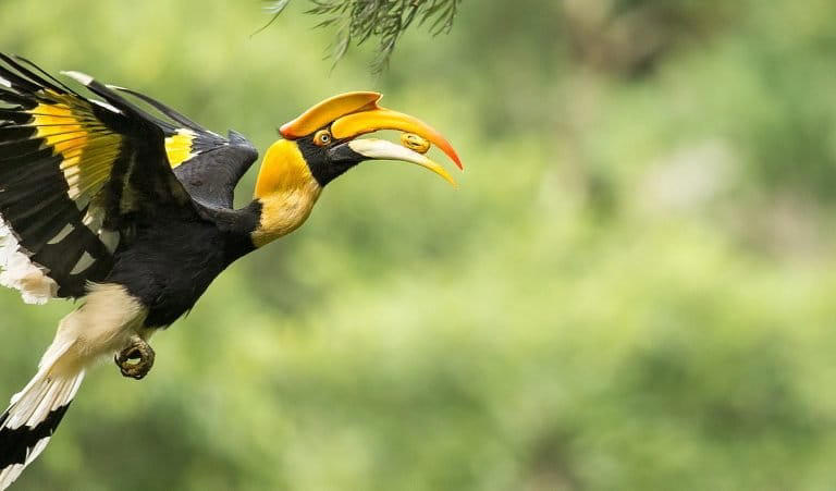 In India’s Western Ghats, sacred groves are better at growing future ...