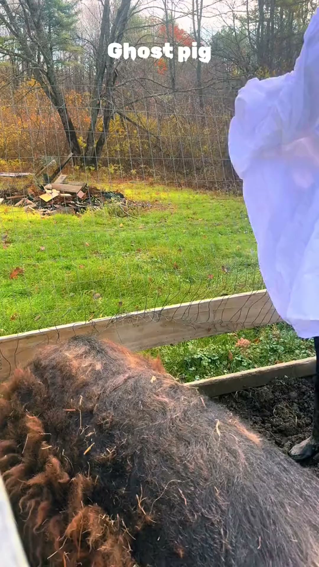 Hilarious ghost pig costume prank