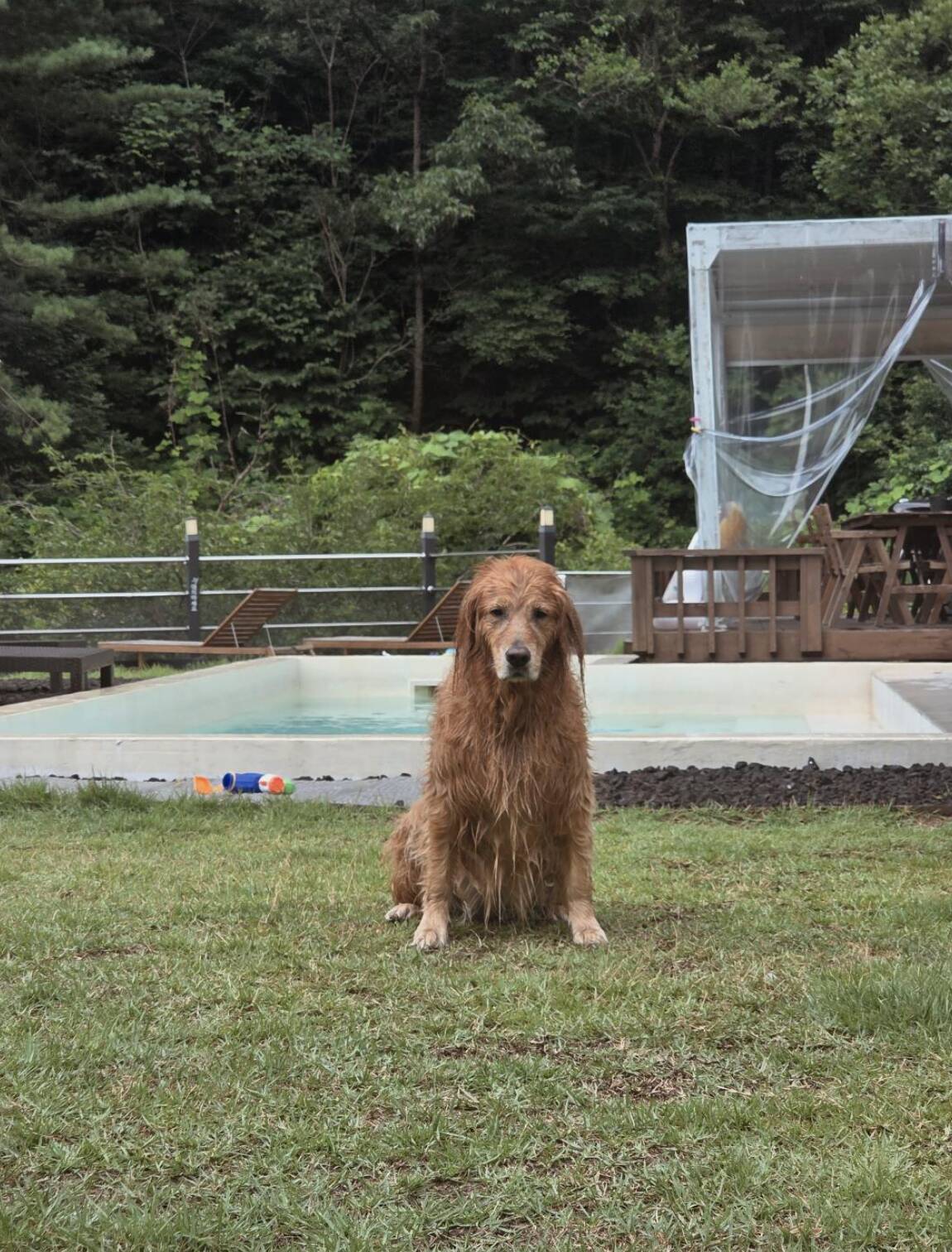 Woman Notices Everything Has Gone Quiet — Then She Checks On Her Dog