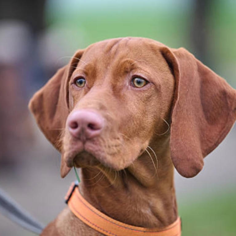 When you die, your dog doesn't think you're gone: Here's what it really thinks has happened, according to science
