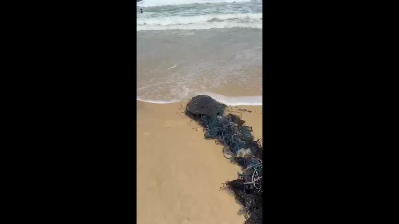 Villagers rescue turtle stuck in loose net on beach in Thailand