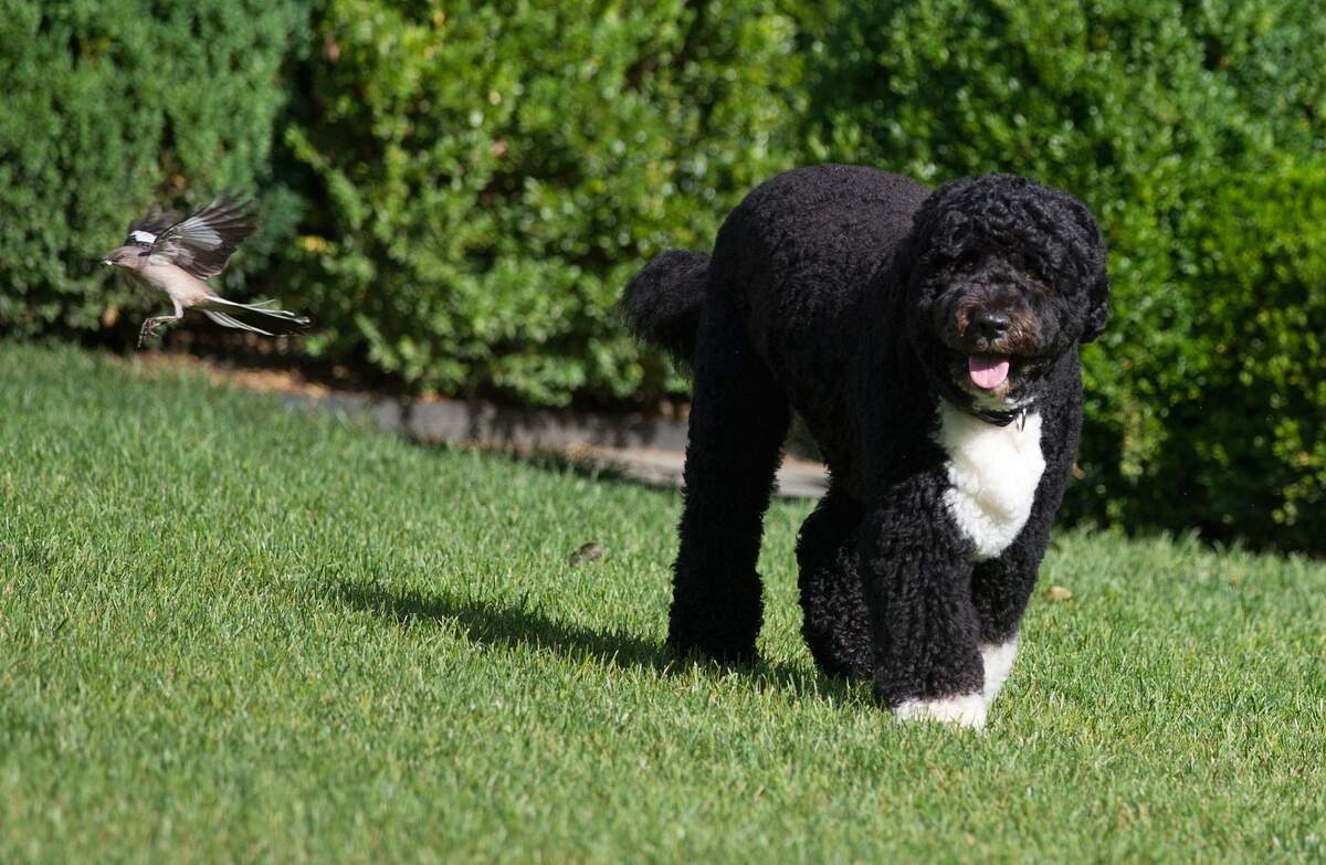 Dogs are dying from common garden plants and most pet owners don't realize the danger is in their yard