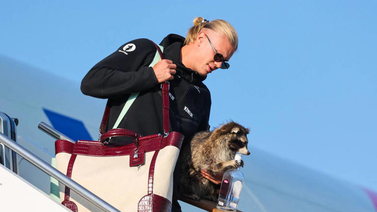 Erling Haaland raccoon: How a $750 souvenir stole the World Cup spotlight