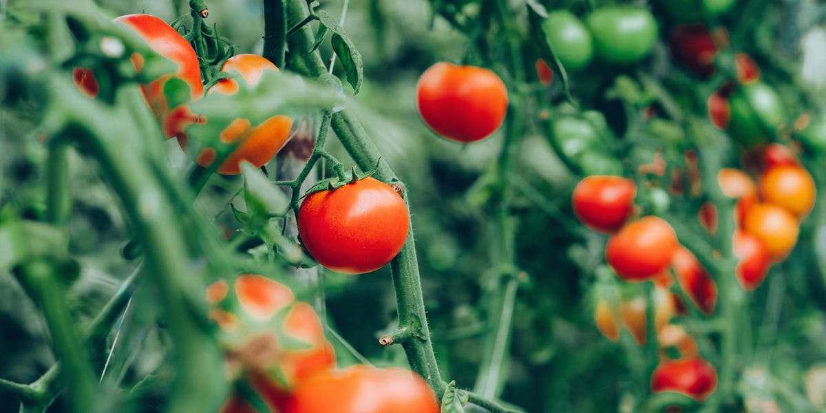 What to Do for Tomato Plants in July