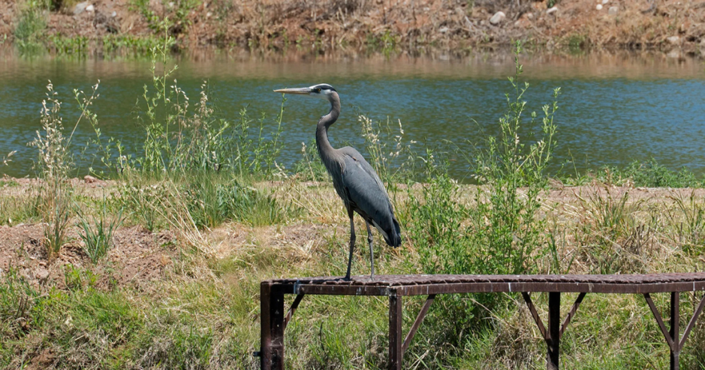 a great blue heron stands on a platform by oak creek along the Black Hawk Trail Loop in Cornville, Arizona