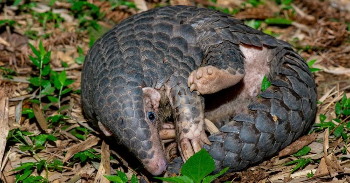 The world's most-trafficked mammal just got a surprising new family member