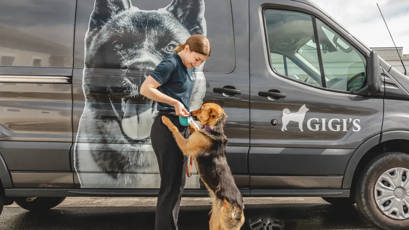 Gigi's lands $2M to expand its dog rescue strategy nationwide