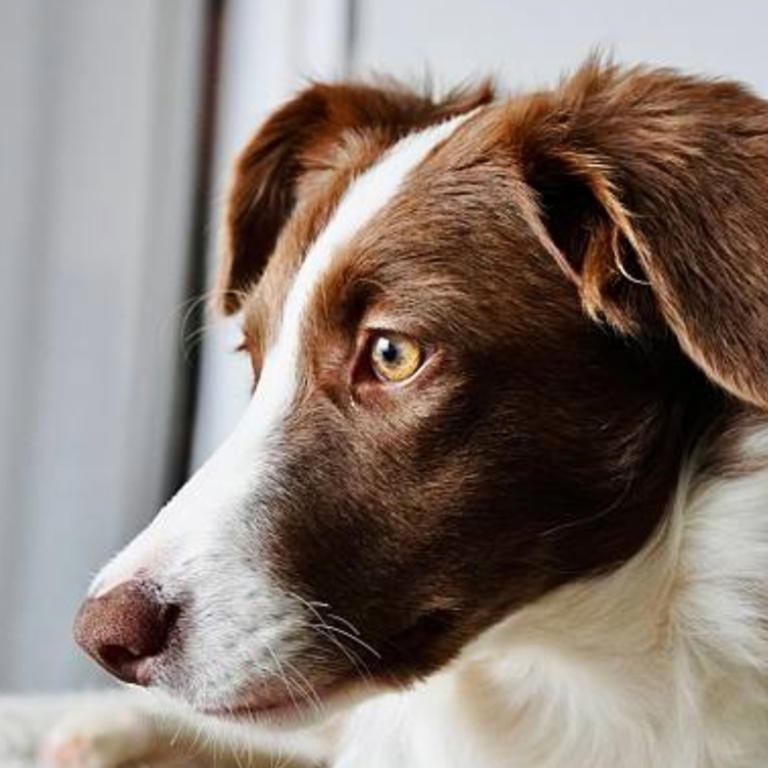 When you die, your dog doesn't think you're gone: Here's what it really thinks has happened, according to science