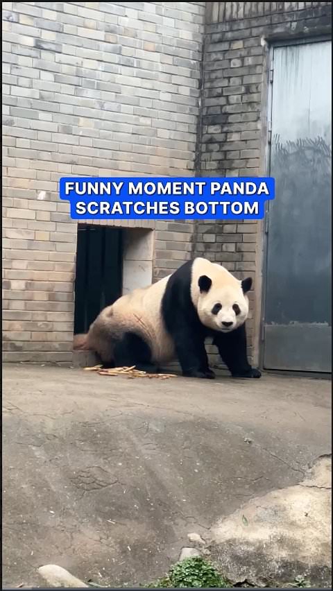 Panda scratches itself in amusing enclosure moment