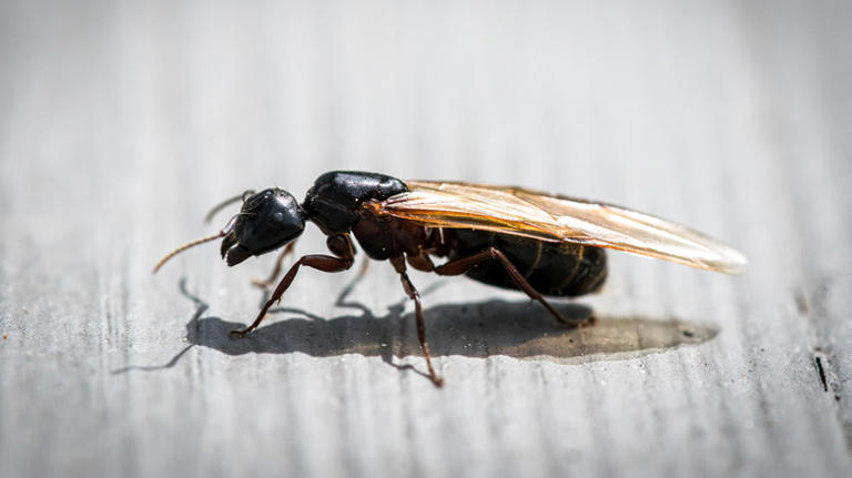 What to do if you spot a swarm of carpenter ants around your home or yard