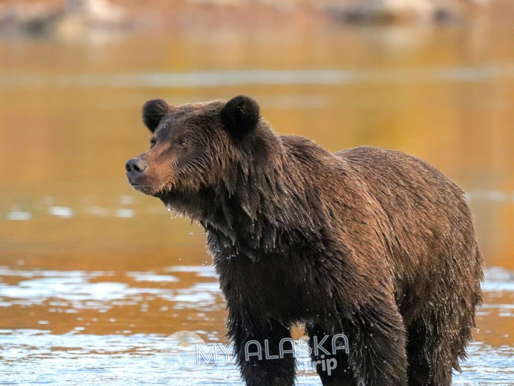 Alaskan Brown Bear at Lake Clark National Park with Redoubt Mtn Lodge Alaska5