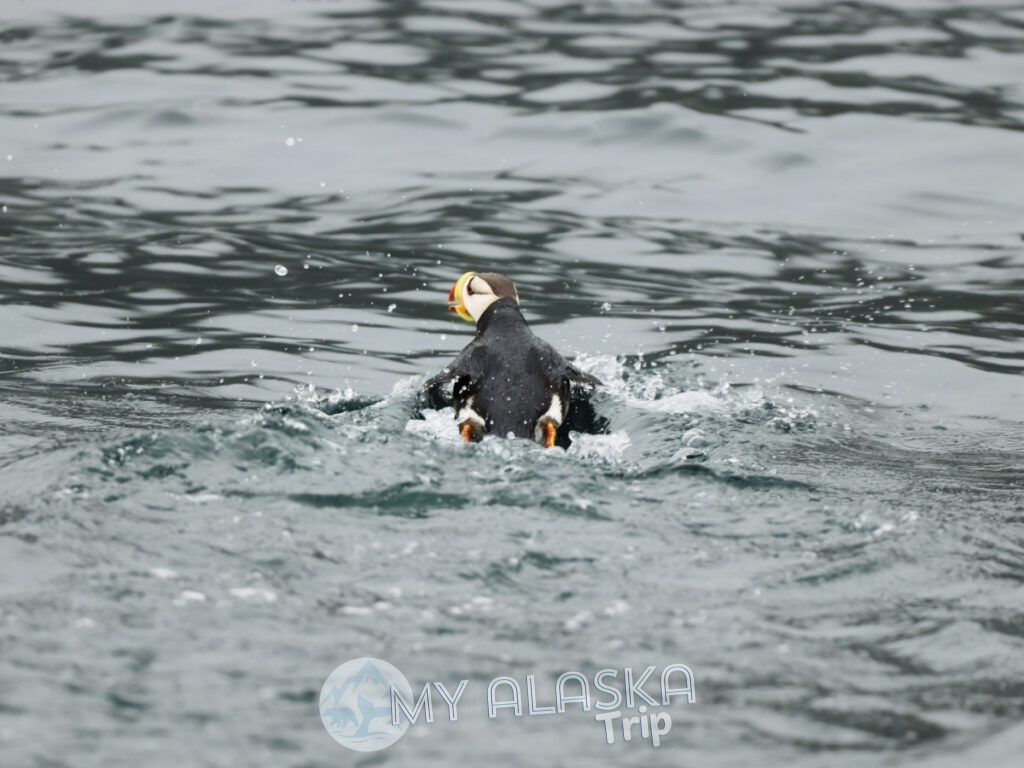 Horned Puffin in Kenai Fjords National Park Alaska 2