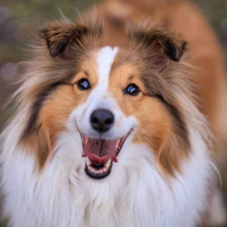When you die, your dog doesn't think you're gone: Here's what it really thinks has happened, according to science