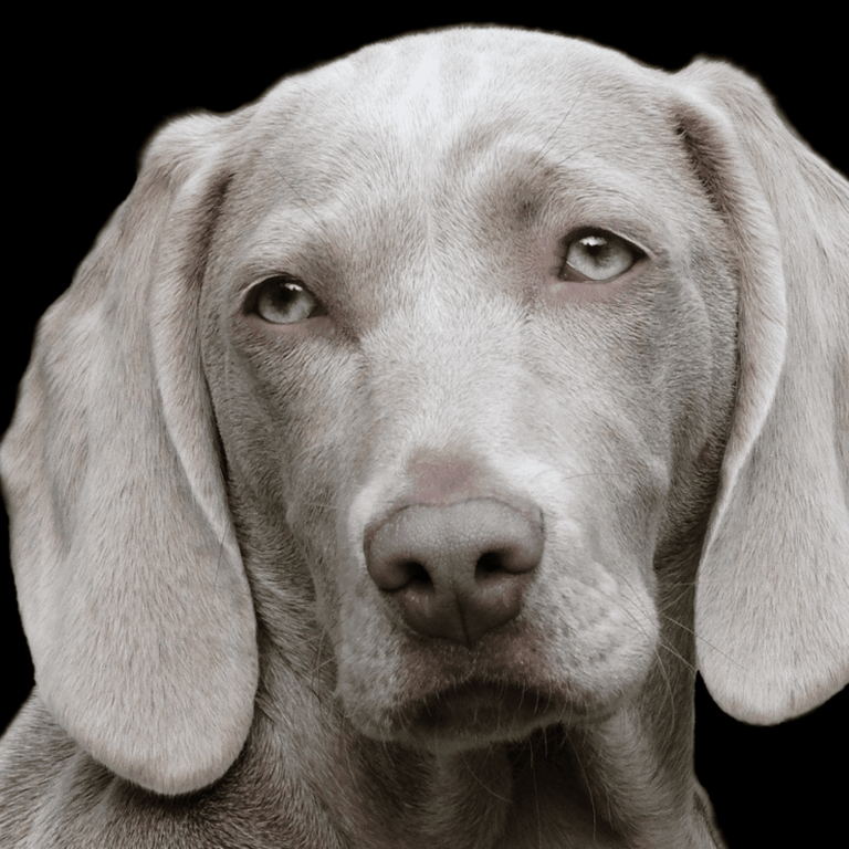 When you die, your dog doesn't think you're gone: Here's what it really thinks has happened, according to science