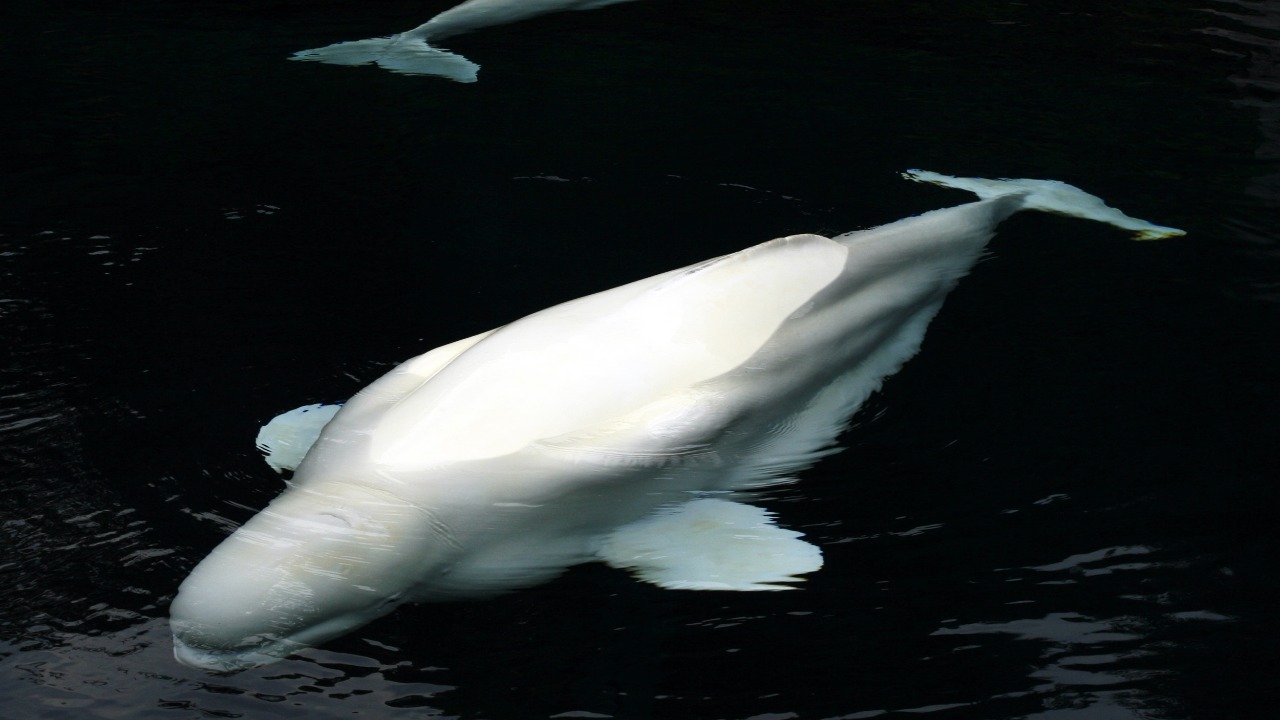DNA from 600 belugas cracked open the secret family lives of Arctic whales