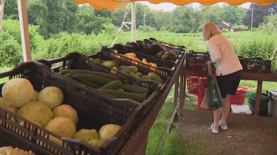 Milford residents turn to local farms for produce as cyclosporiasis ...