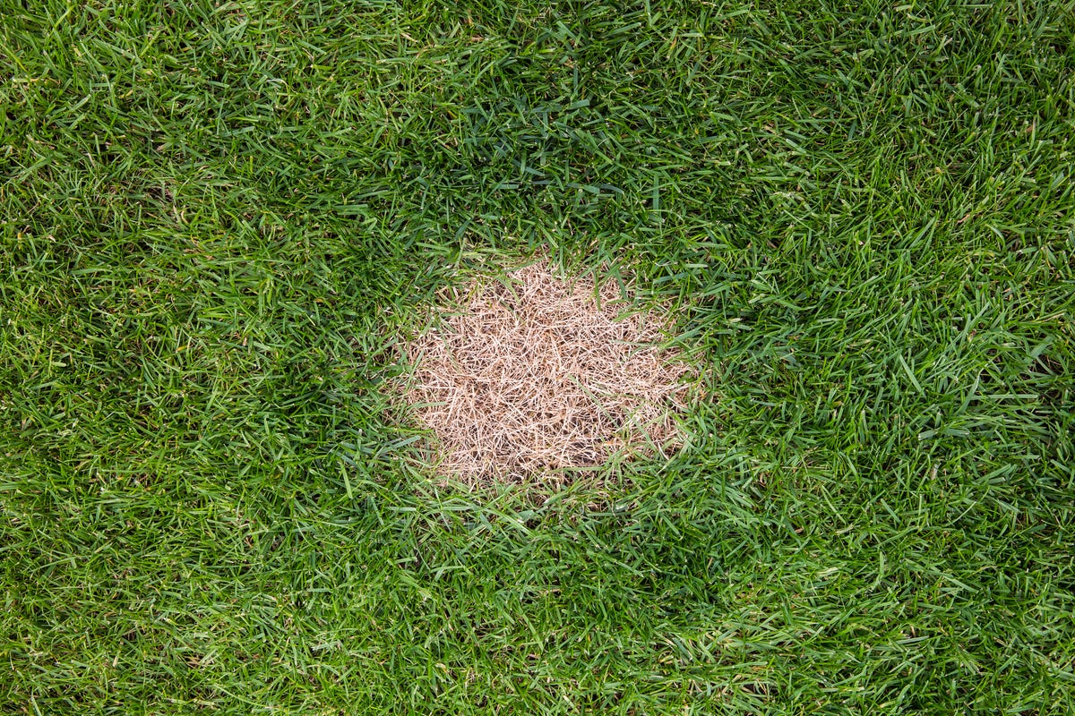 why lawn looks bad dog pee spot.jpg