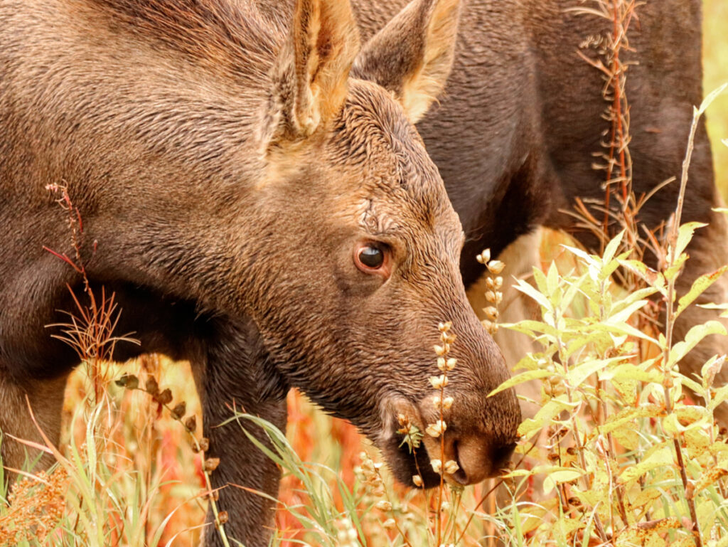 Wildlife tours in Alaska – planning adventures for amazing animals