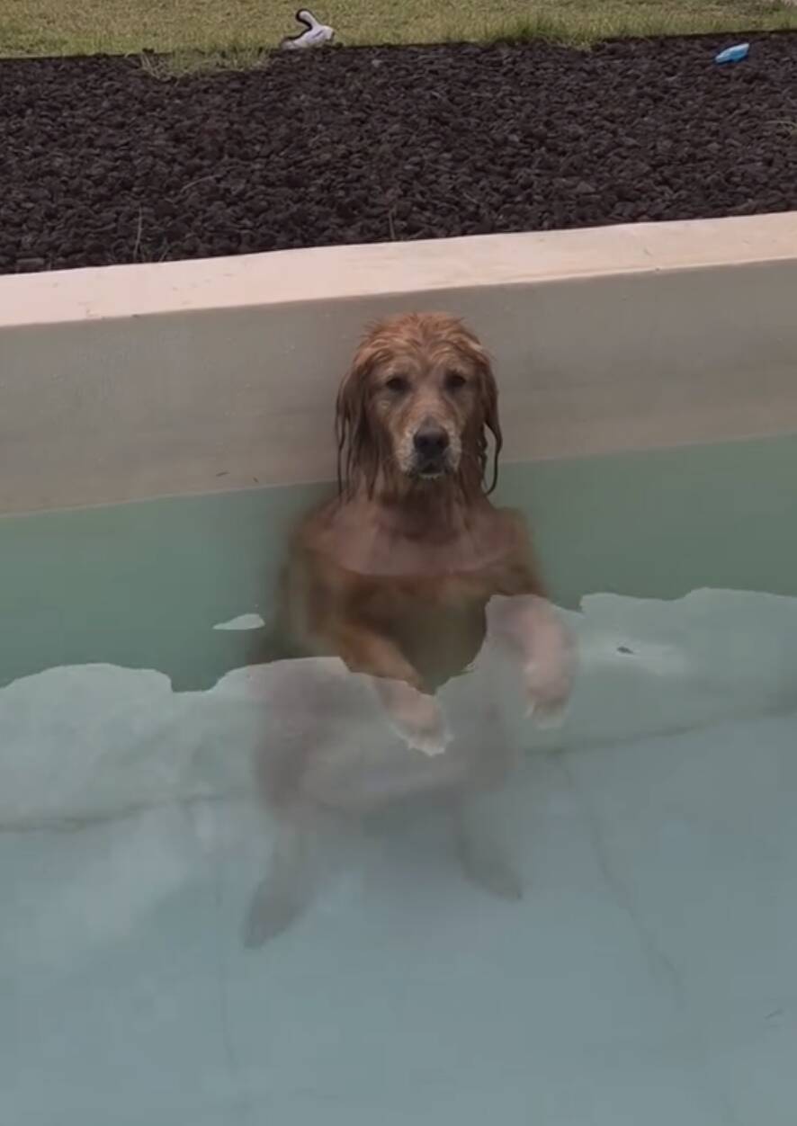 Woman Notices Everything Has Gone Quiet — Then She Checks On Her Dog