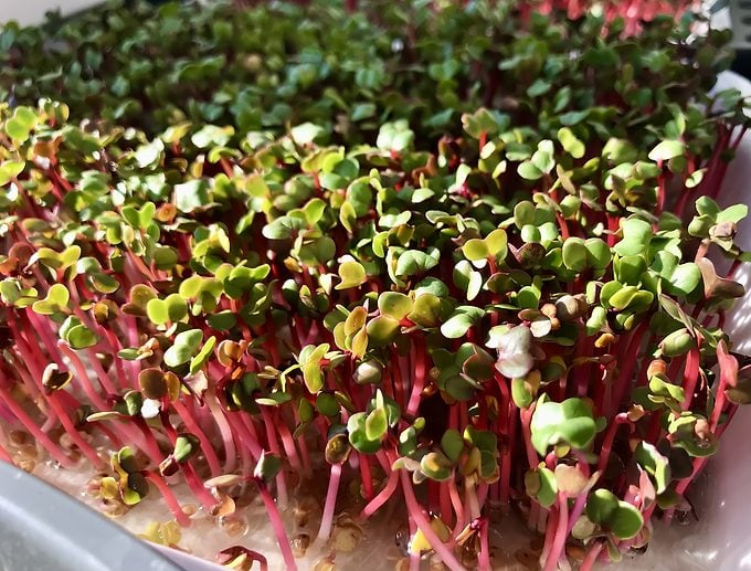 A Lot Of Fresh Green Sprouts Of Red Radish, Microgreens In Container For Germination