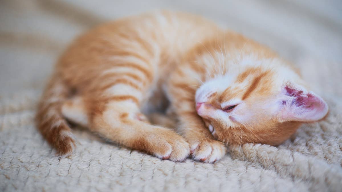 Orange Kitten Rescued After Being Thrown From a Car on a Bridge Has the Sweetest Smile of Gratitude