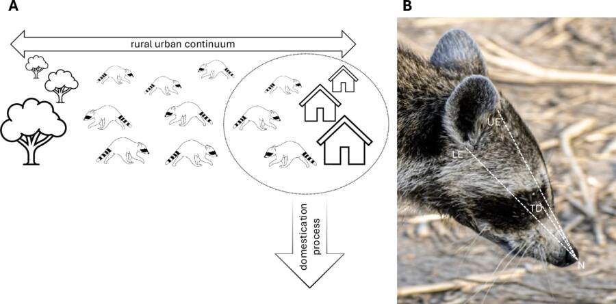 Raccoon Snouts