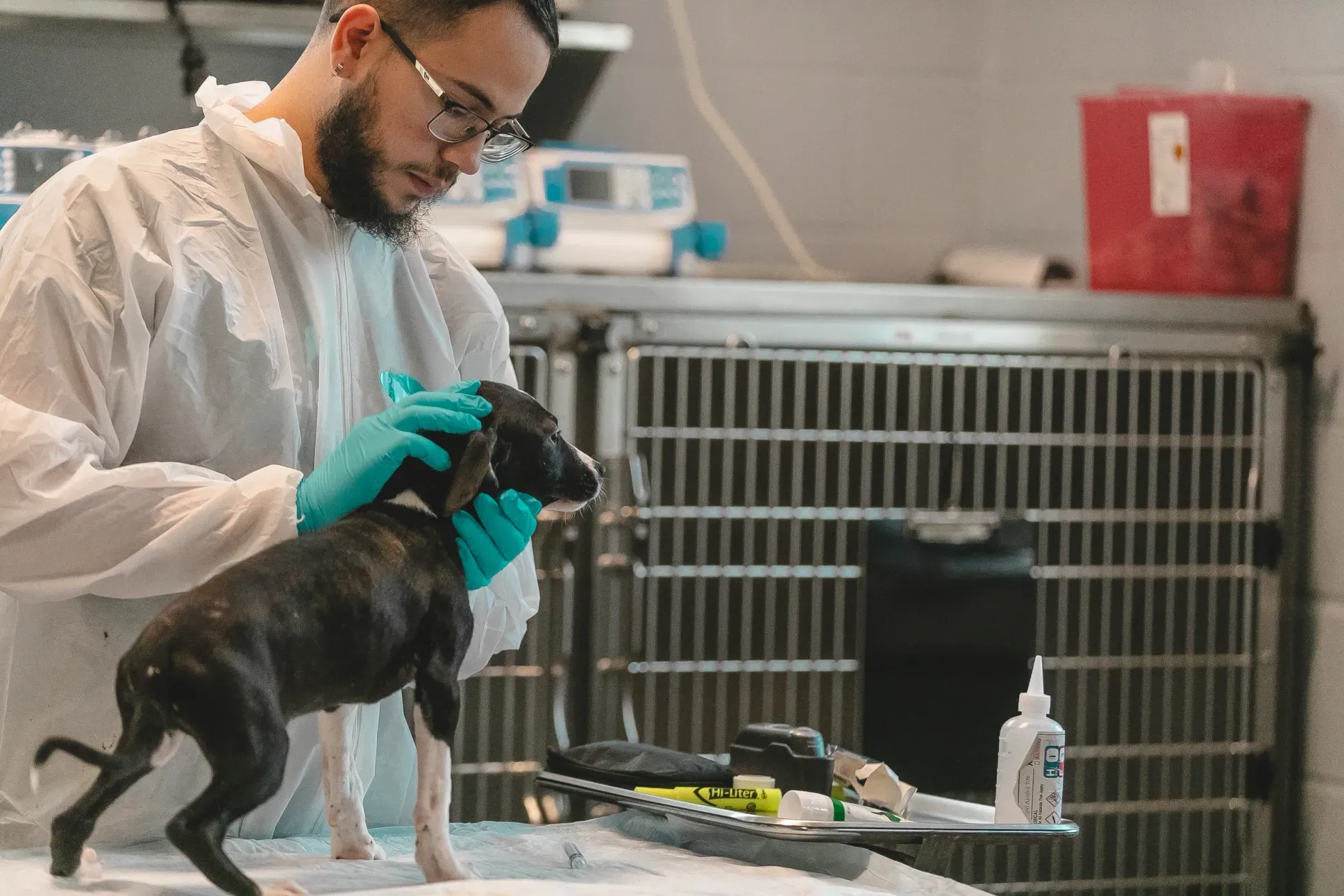 Gigi's lands $2M to expand its dog rescue strategy nationwide