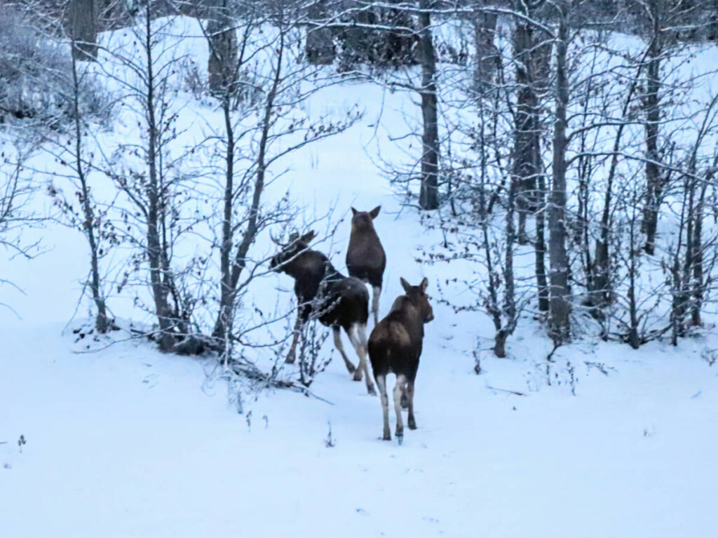 Wildlife Tours in Alaska – Planning Adventures for Amazing Animals