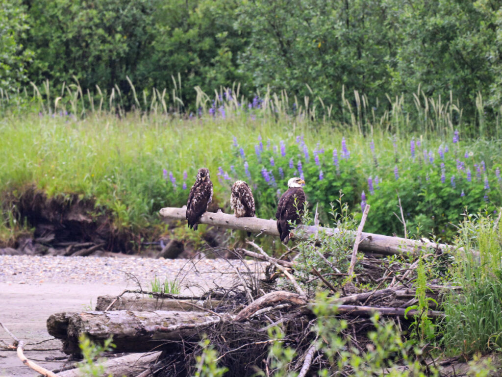 Bald Eagles on a Log over Mendenhall River Juneau Alaska 1