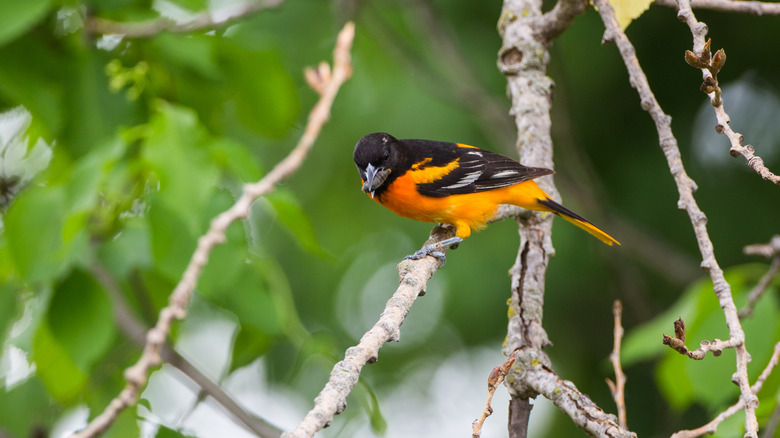 a bird perched on a branch at Newton Hills State Park in South Dakota