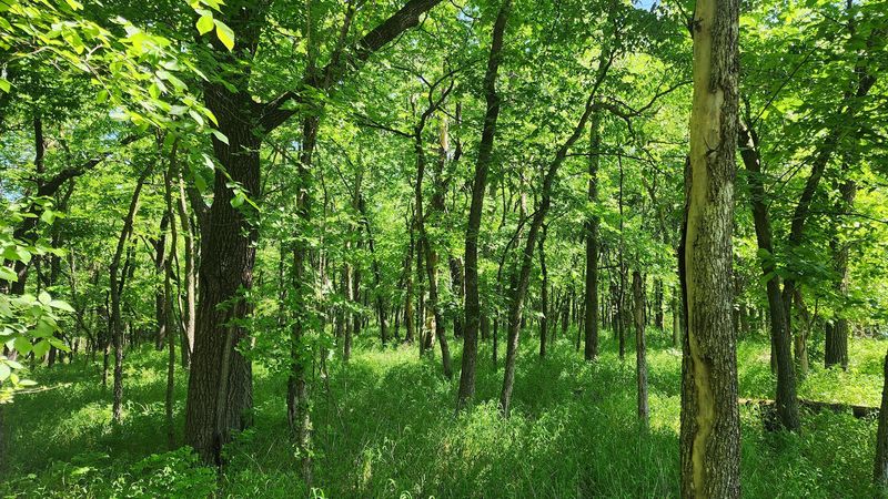 The Woods Keep It Interesting