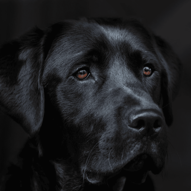 When you die, your dog doesn't think you're gone: Here's what it really thinks has happened, according to science