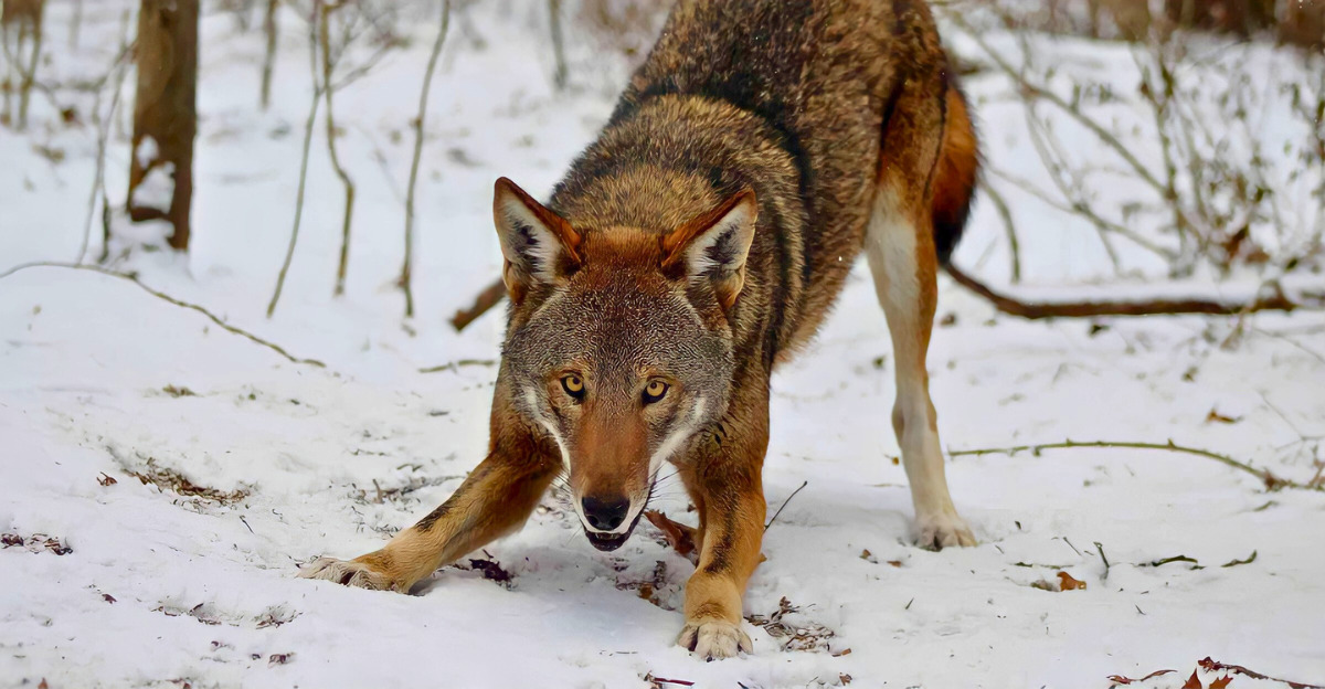 13 rarest wolves on Earth and their natural habitats