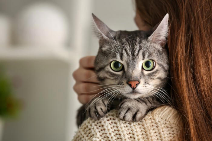 『同居する猫の死』を猫はどう感じているの？ 起こりうる変化や飼い主ができるケア方法まで