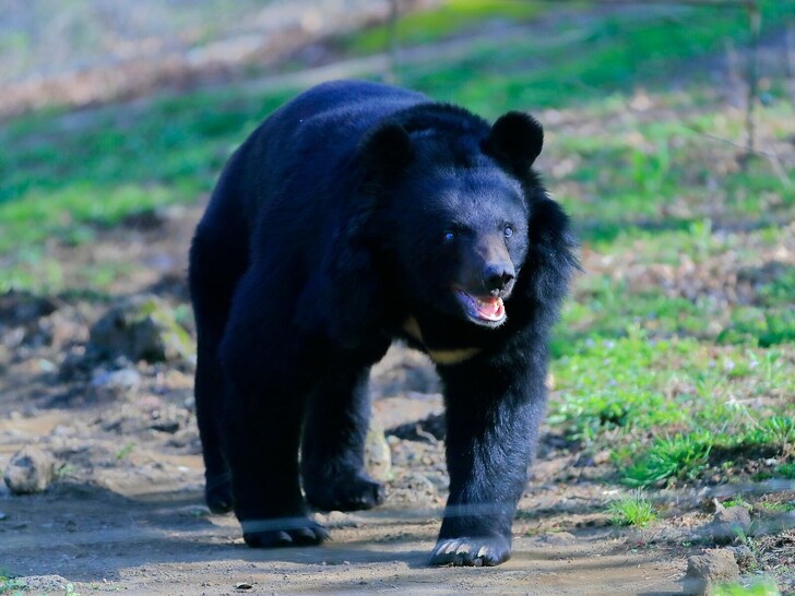 「まさか東京の庭で……」味を覚えたら“クマの執着”が始まる。食べ物を求める習性を防ぐ絶対的対策