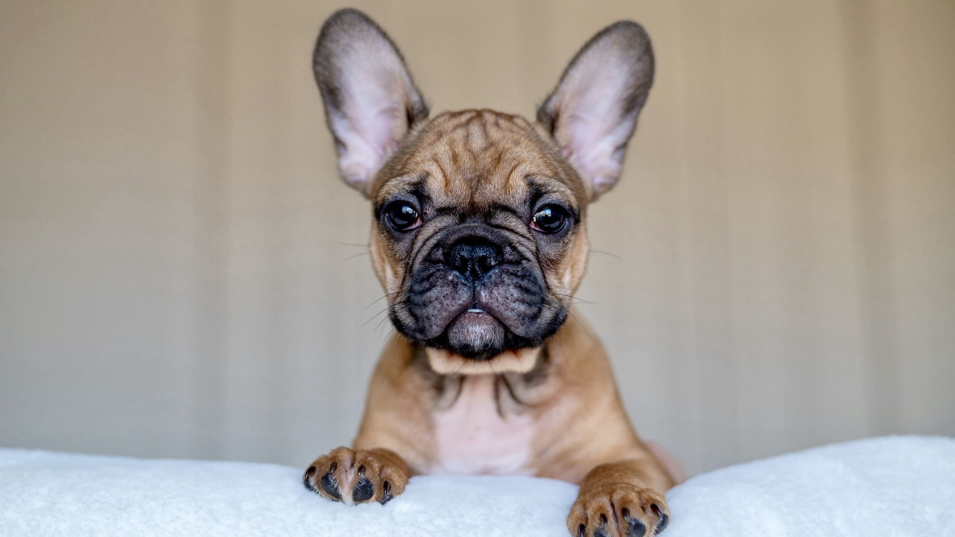 the-most-popular-dog-breeds
