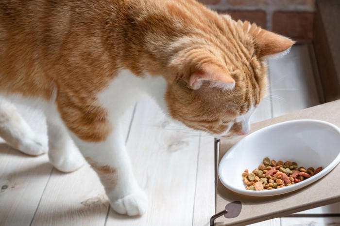 『同居する猫の死』を猫はどう感じているの？ 起こりうる変化や飼い主ができるケア方法まで