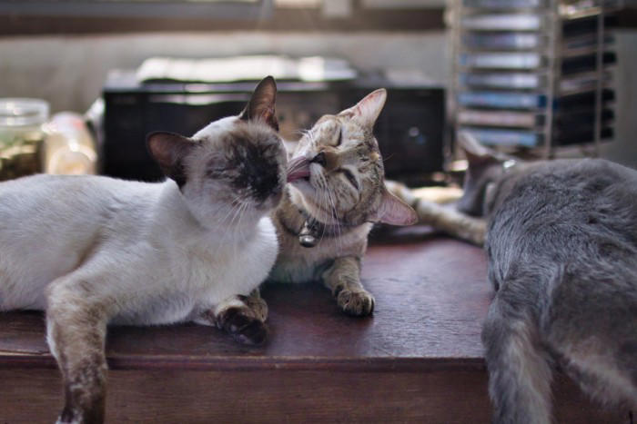 『同居する猫の死』を猫はどう感じているの？ 起こりうる変化や飼い主ができるケア方法まで