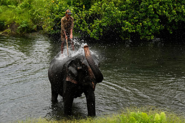 A Mahout or elephant keeper baths a forest elephant in a pond in the Manas national park, west of Guwahati, India, on June 3. Photo: AP