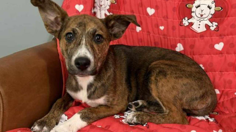 Sweet 4-month-old puppy searching for home after rescue from streets