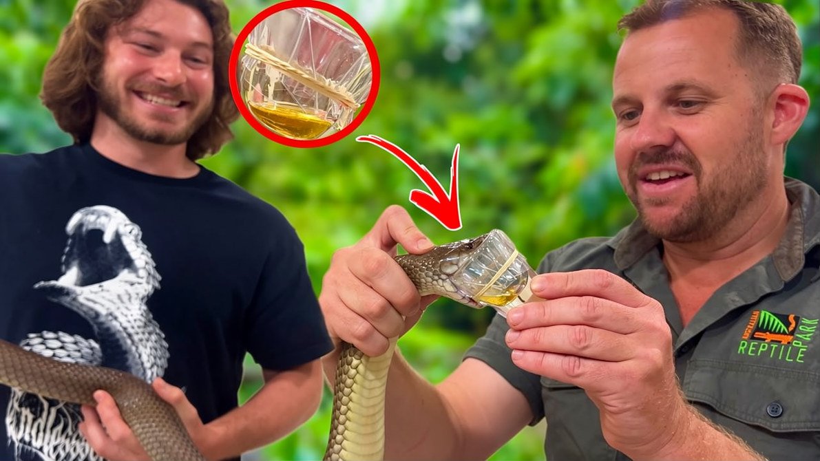 Milking venomous snakes for research
