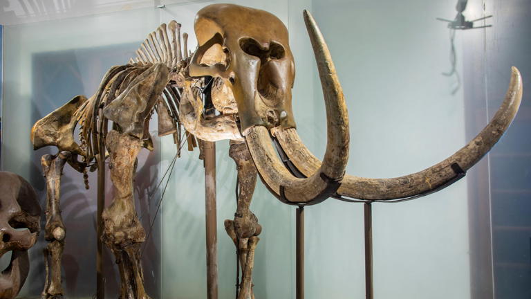 Diminutive species 'the Hobbit' did not hunt or control fire, deepening ...