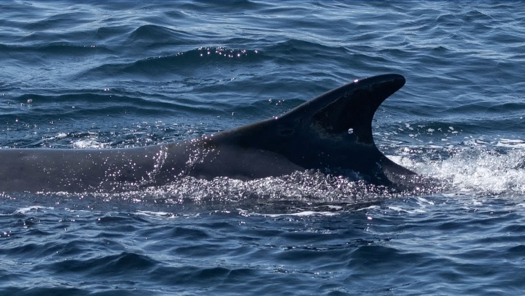 Rare fin whale spotted off Victoria