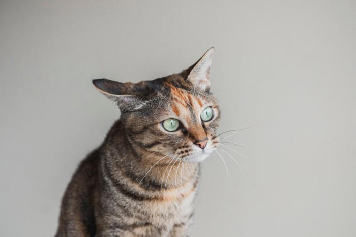 『同居する猫の死』を猫はどう感じているの？ 起こりうる変化や飼い主ができるケア方法まで