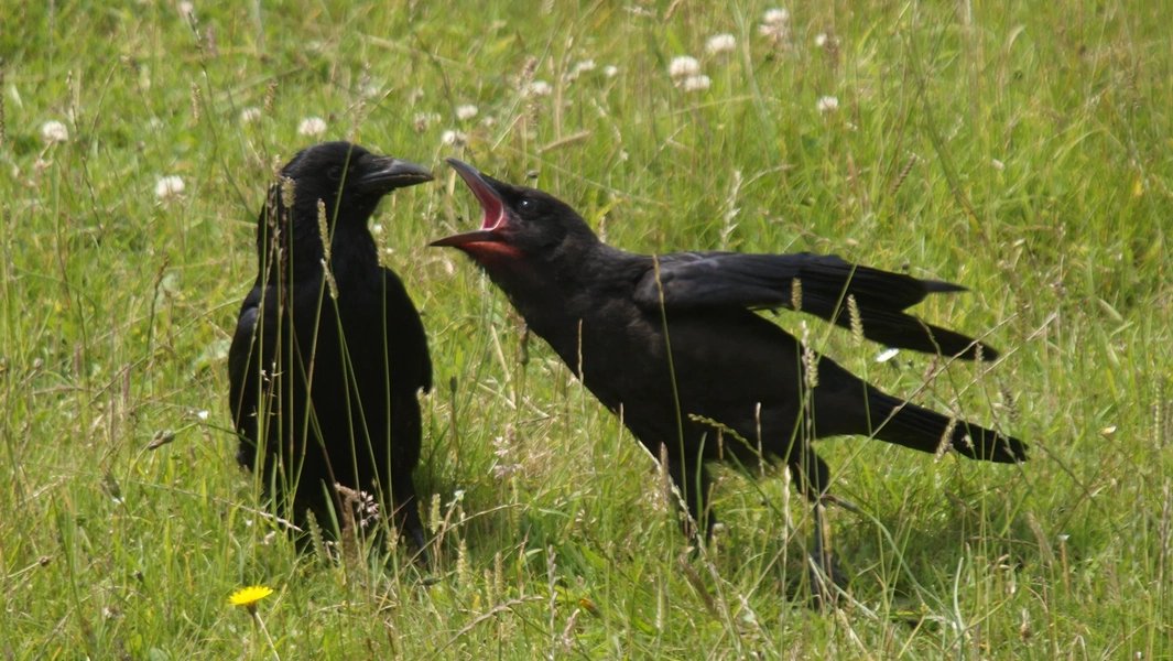10 fascinating signs of crow intelligence