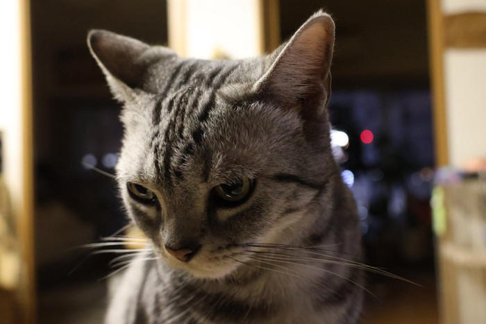 猫の『うつ病』は存在するの？見逃せない5つの症状や飼い主にできる対処法まで解説